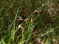 Carex barbarae