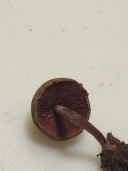 Melanophyllum haematospermum