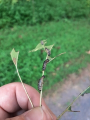 Pterygota