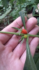 Triosteum aurantiacum