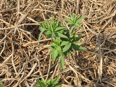 Solanum glaucophyllum