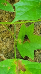 Fidena auripes