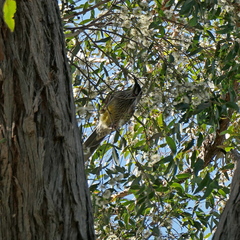 Anthochaera carunculata