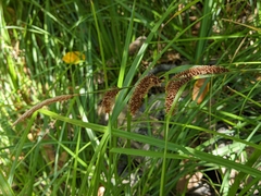 Carex barbarae