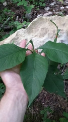 Triosteum aurantiacum