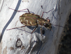 Cicindela repanda