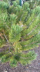 Pinus mugo