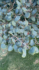 Populus