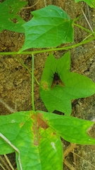 Fidena auripes