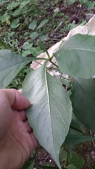 Triosteum aurantiacum