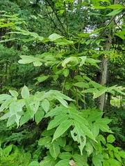 Fraxinus nigra
