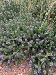 Verbena bracteata
