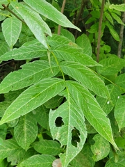 Fraxinus nigra