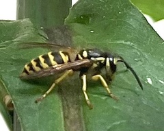 Vespula flavopilosa