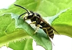 Vespula flavopilosa
