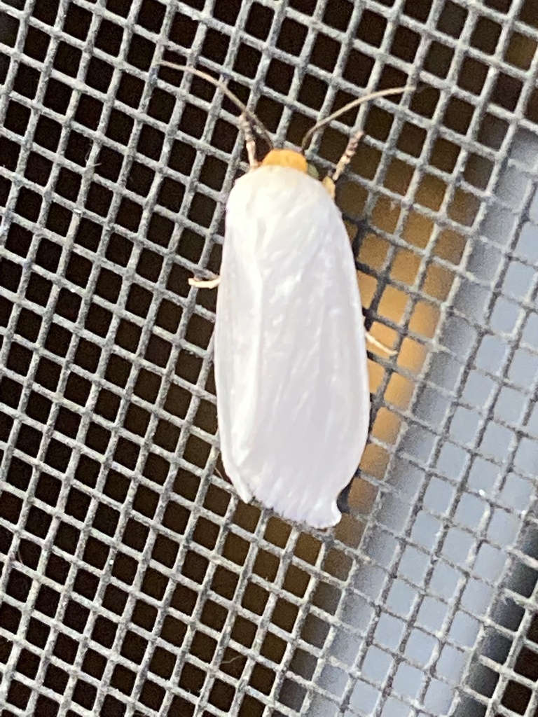 White Flower Moth