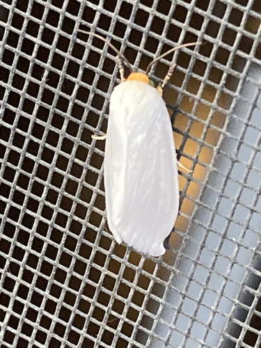 White Flower Moth