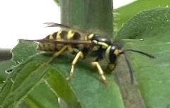 Vespula flavopilosa