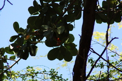 Psittacara erythrogenys