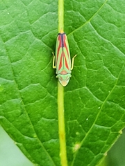 Graphocephala coccinea