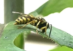 Vespula flavopilosa