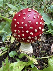 Amanita muscaria flavivolvata
