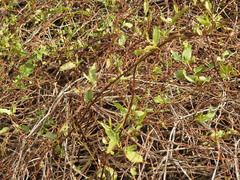 Muehlenbeckia sagittifolia