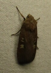 Xestia xanthographa