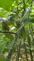 Grylloprociphilus imbricator