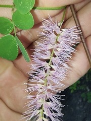 Mimosa distachya