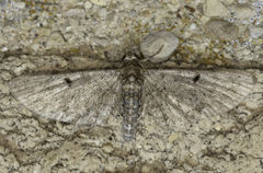 Eupithecia miserulata