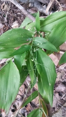 Dichanthelium latifolium