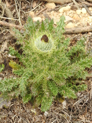 Cirsium brevistylum