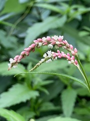 Persicaria hydropiper