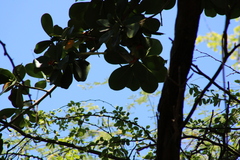 Psittacara erythrogenys