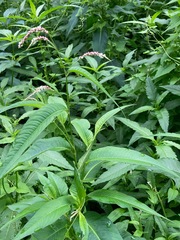 Persicaria hydropiper