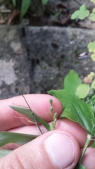 Dichanthelium latifolium