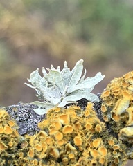 Ramalina celastri