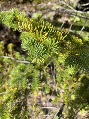 Picea mariana