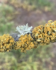 Ramalina celastri