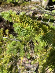 Picea mariana