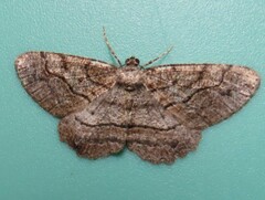 Neoalcis californiaria