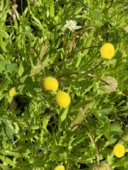 Cotula coronopifolia