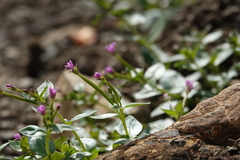 Epilobium anagallidifolium