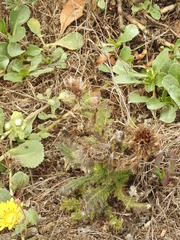 Cirsium brevistylum