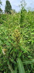 Sorghum bicolor