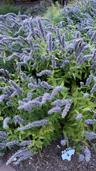 Agastache foeniculum