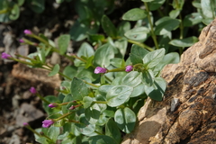 Epilobium anagallidifolium