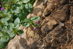 Epilobium anagallidifolium