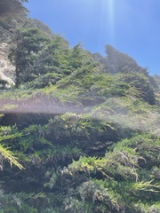 Cupressus
